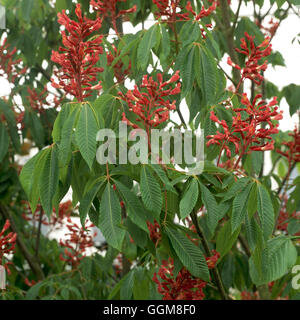 Aesculus pavia - `Atrosanguinea'   TRS102188 Stock Photo